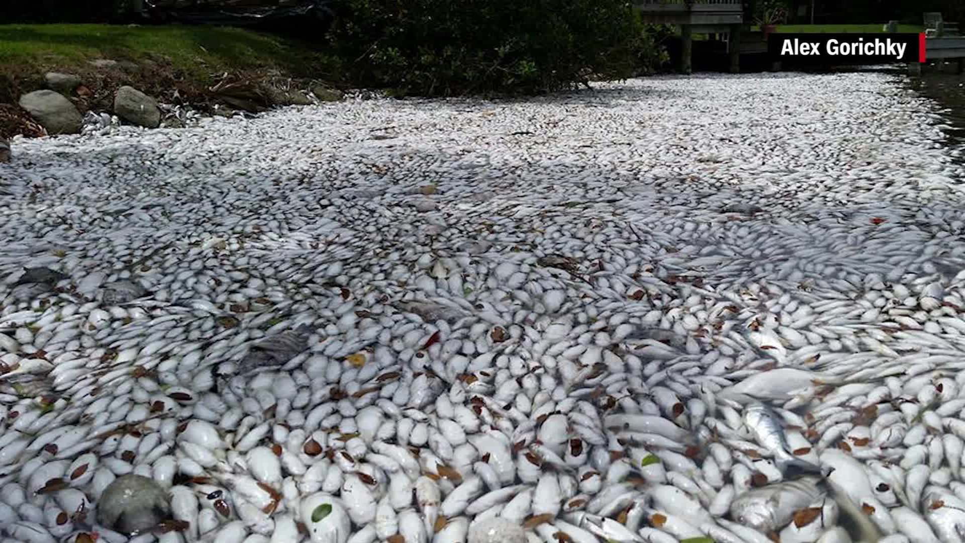 A South Cocoa Beach canal carpeted end to end with tens of thousands of dead fish, photographed from the shoreline. Multiple species piled several deep, silver bodies from the seawall out past the far dock.